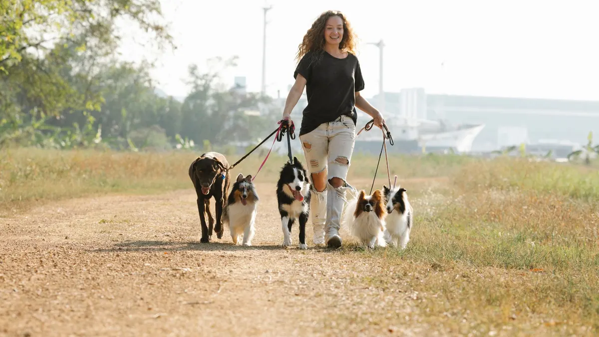 A woman joyfully walks multiple dogs on a sunny day along a scenic dirt path.