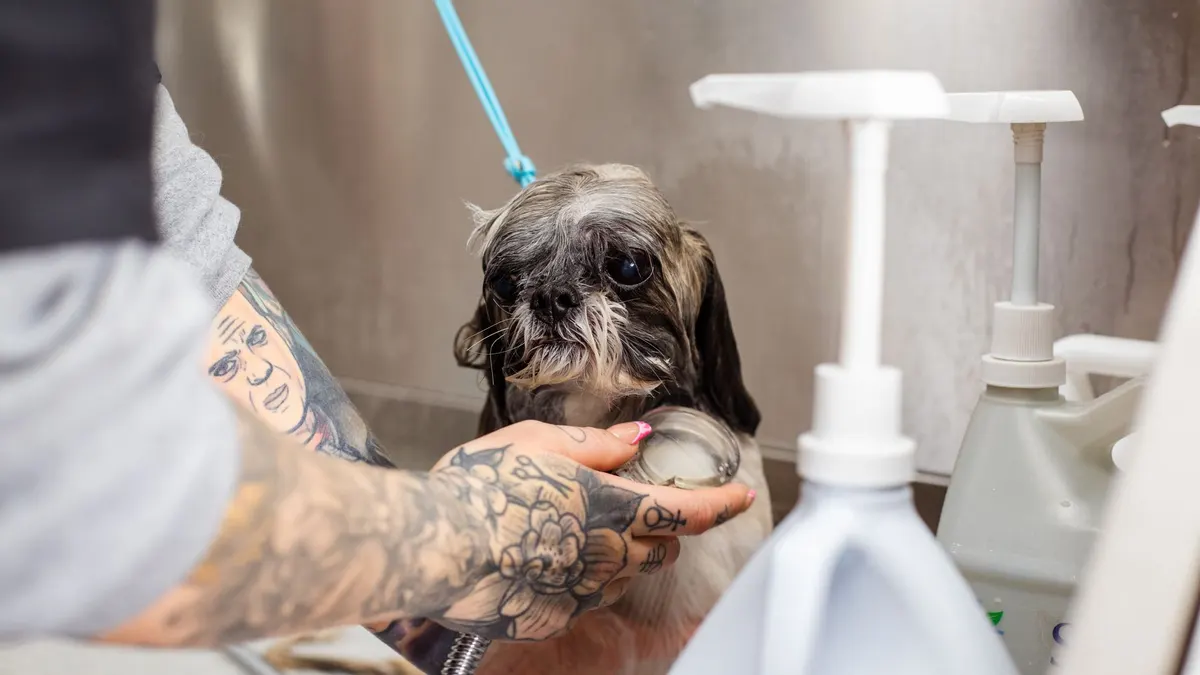 A Shih Tzu getting a bath by a tattooed groomer in a professional setting. Pet care in action.