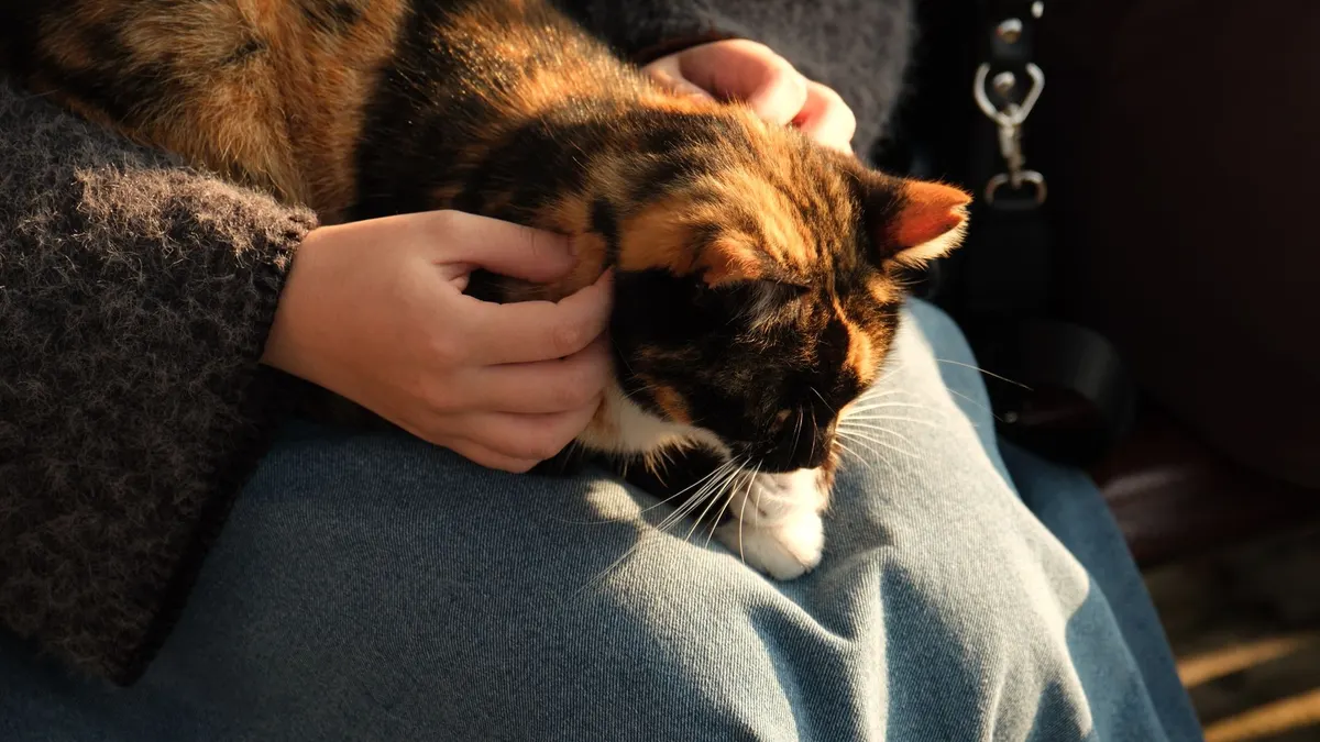 A calico cat enjoys a cozy moment on a person's lap, basking in warm sunlight.