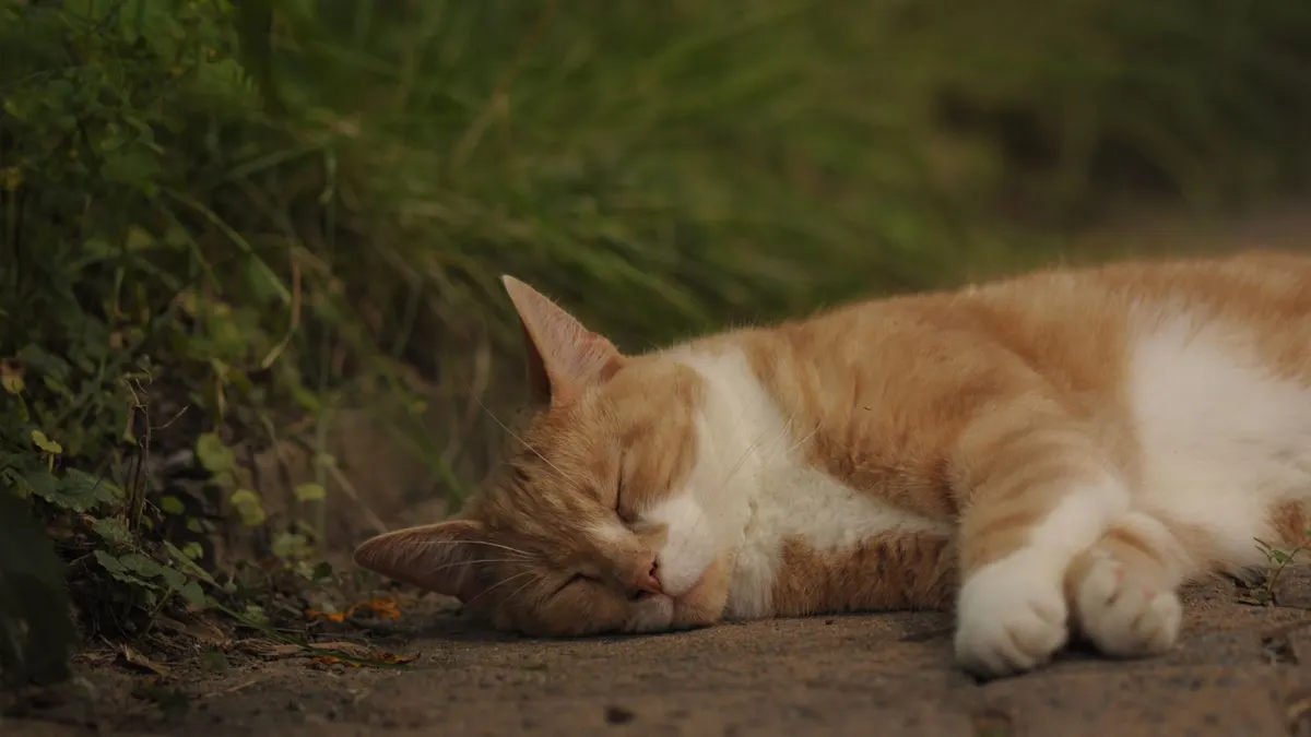 A serene close-up of a tabby cat sleeping outdoors on grass.
