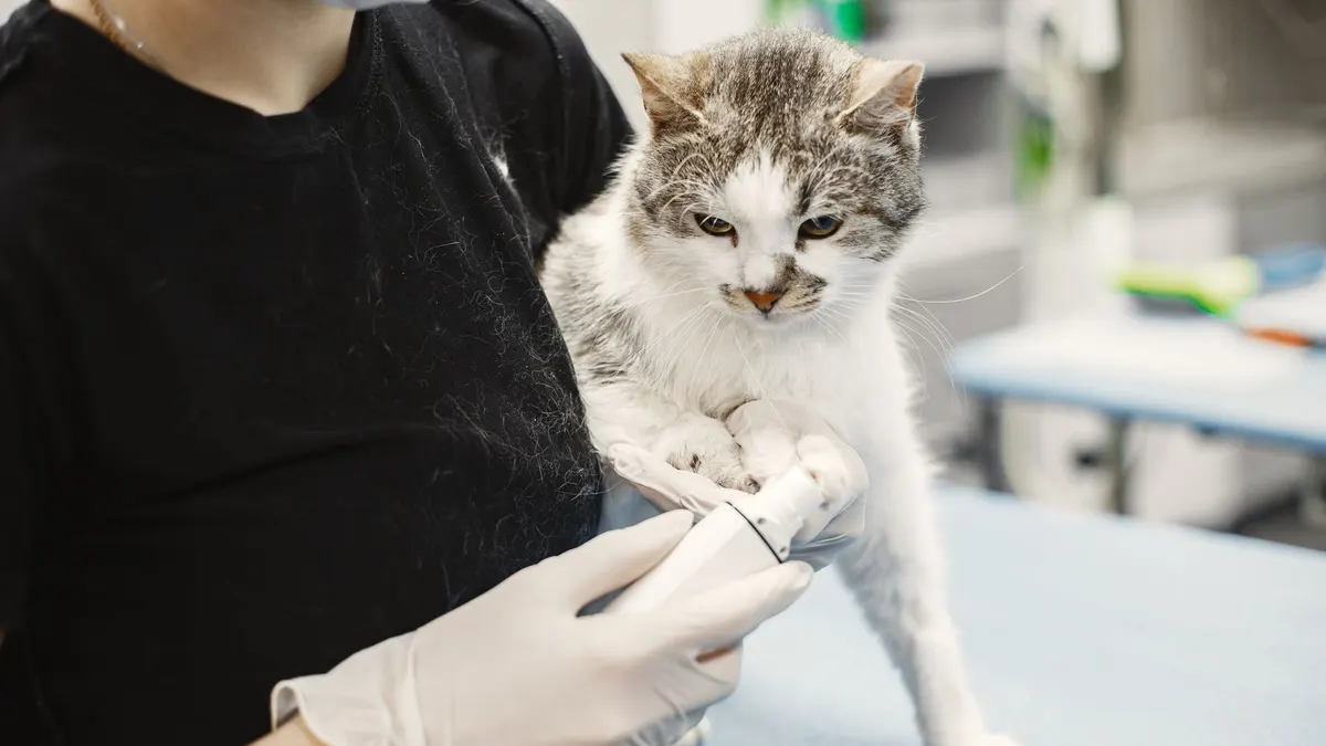 A white cat being examined by a veterinarian wearing surgical gloves in a clinic.