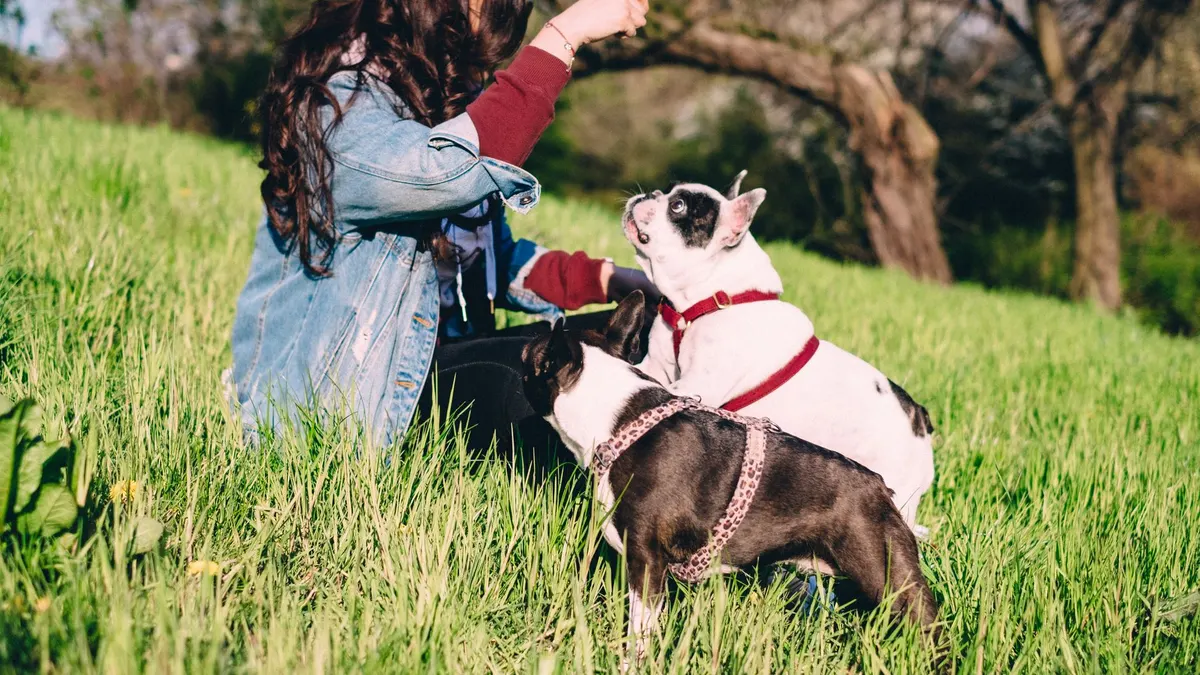 A woman enjoys a sunny day in the park with two French Bulldogs, creating a serene outdoor scene.