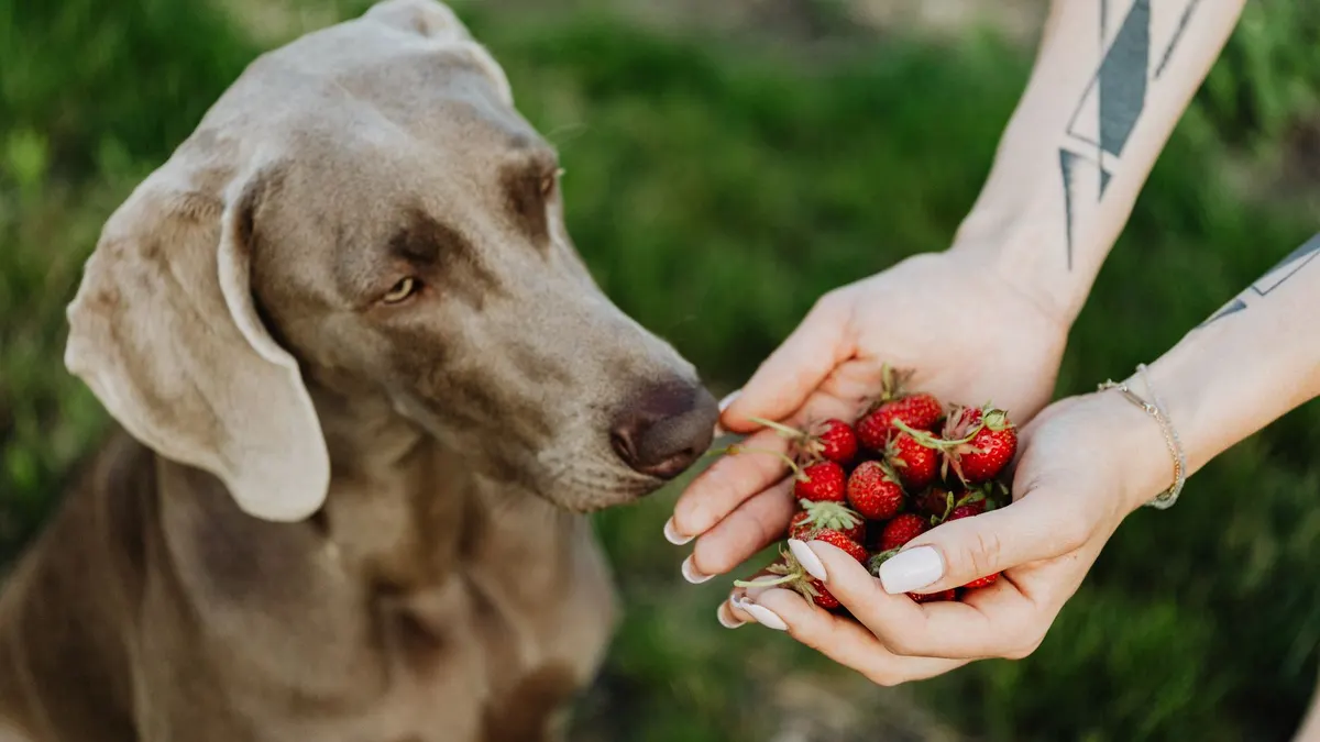 A curious Weimaraner dog sniffs fresh strawberries held by a tattooed hand outdoors.