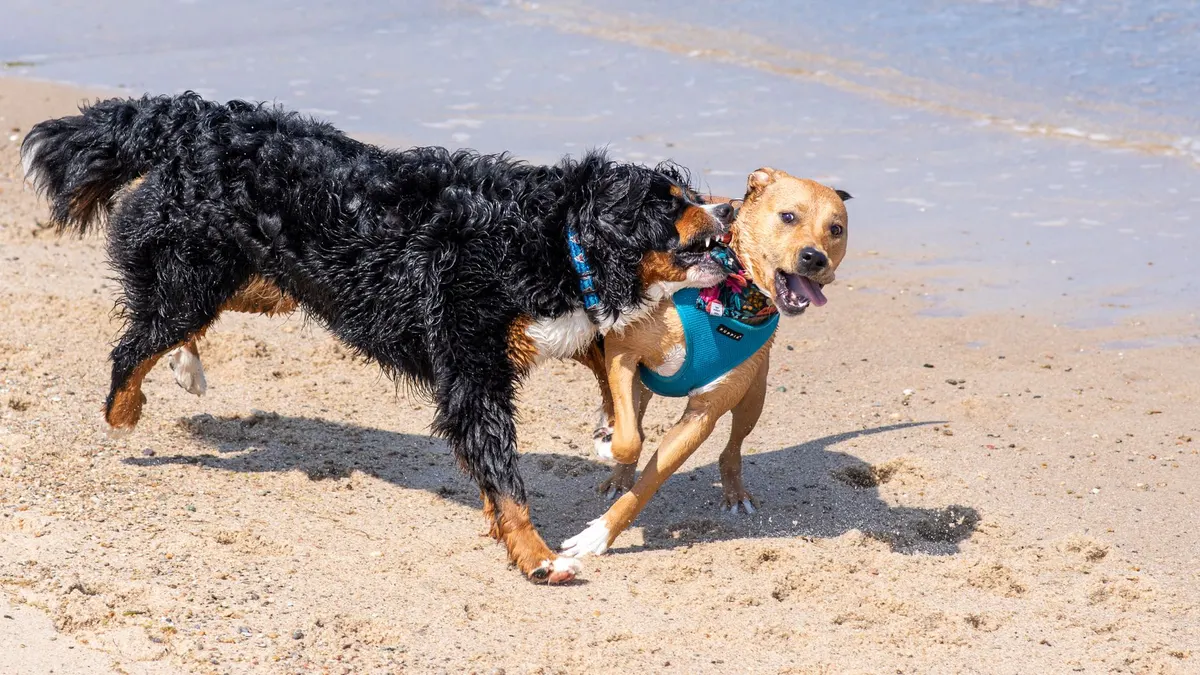 Two dogs energetically playing on a beach, showcasing fun and companionship by the sea.