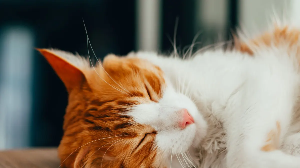 Peaceful ginger tabby cat sleeping indoors, showcasing its soft fur and relaxed posture.