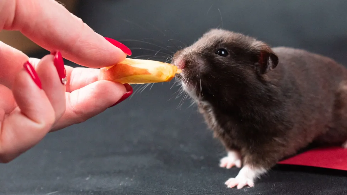 A black Syrian hamster enjoying a treat held by a hand with red nails, on a dark background.