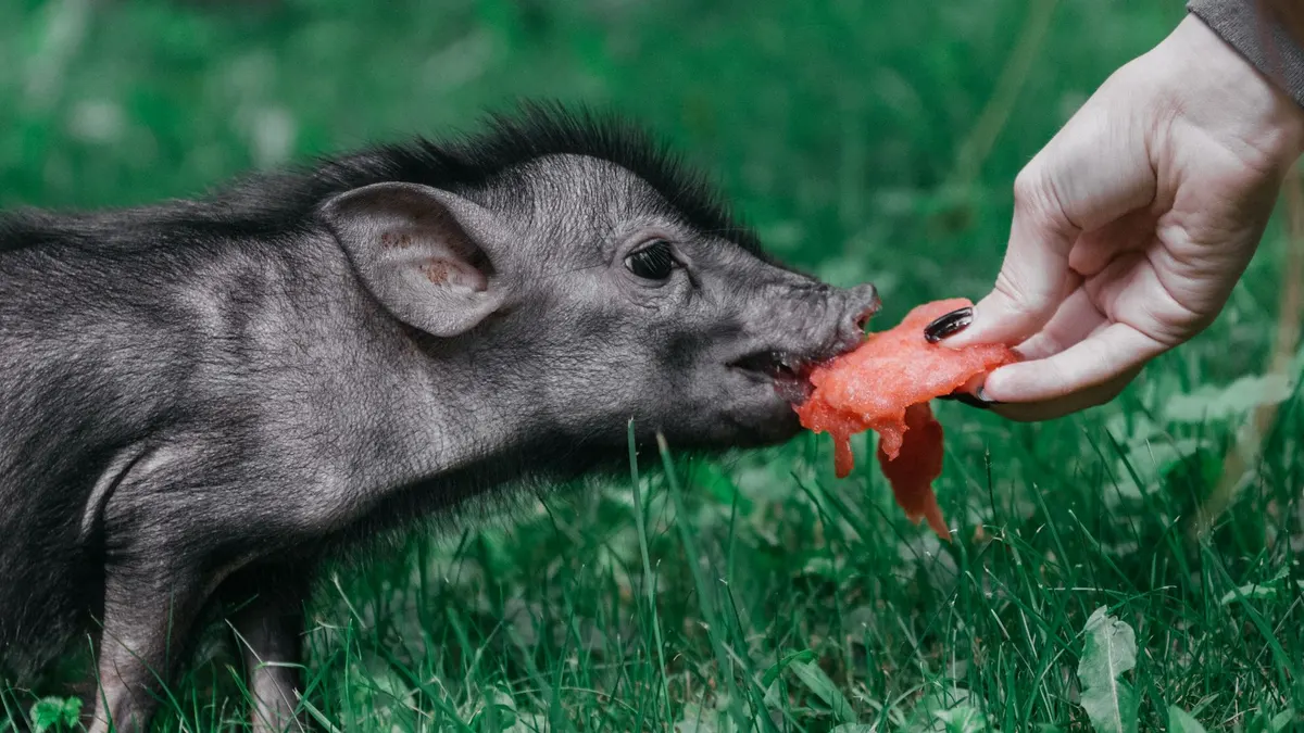A cute piglet munching on watermelon outdoors, interacting with a human hand.