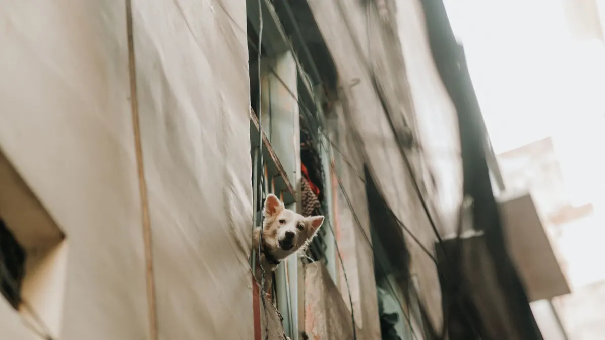 A curious dog peers out of a high-rise apartment window in an urban setting.