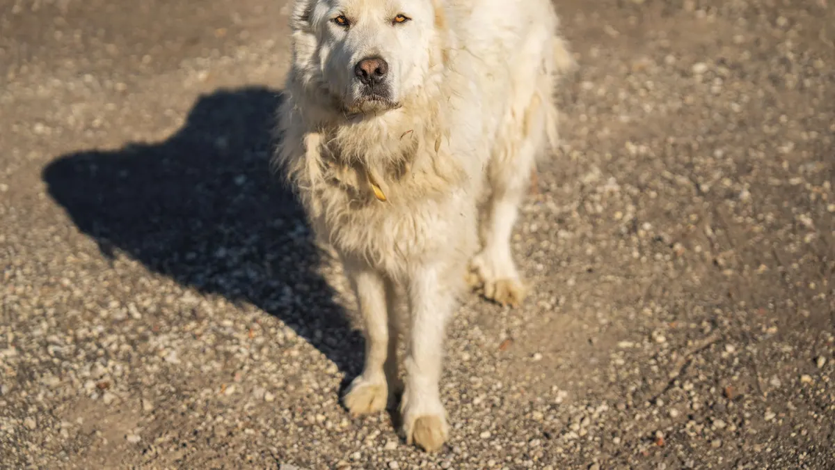 A Maremma sheepdog stands on a rural path under sunlight, showcasing its fluffy white fur.