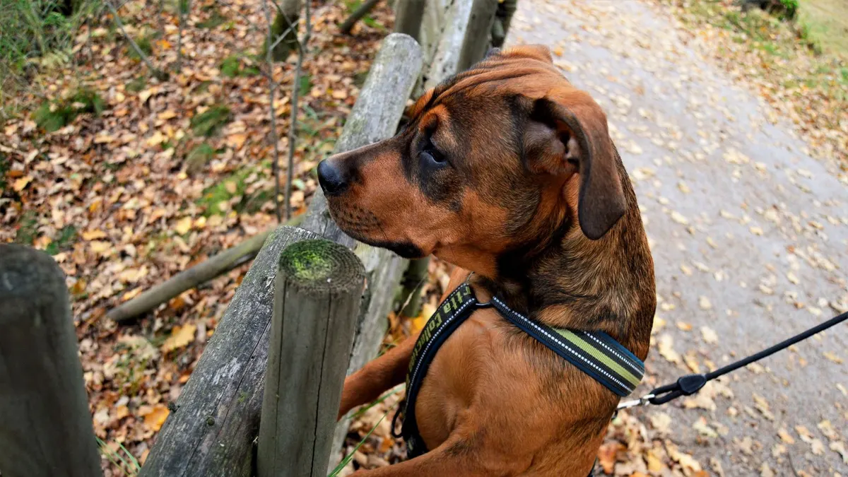 A brown dog on a leash leaning on a wooden fence in an autumn park filled with fallen leaves.