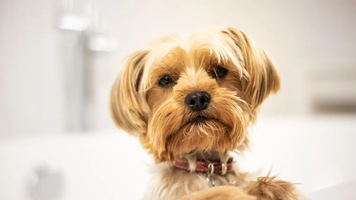 A cute Yorkshire Terrier puppy standing in a bathtub, looking curious and fluffy.