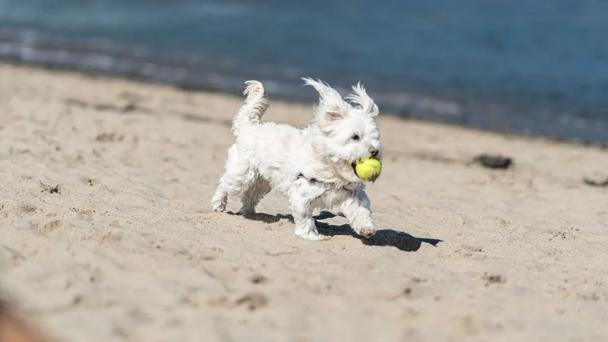 A cheerful Maltese dog runs with a tennis ball on a sunny beach, capturing the joy of a summer day.