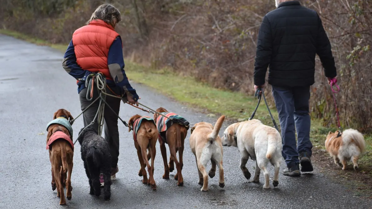 Two adults walking a group of dogs on a scenic winter trail outdoors.