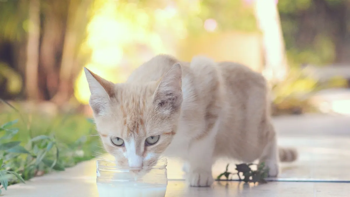A cute cream-colored kitten enjoys a refreshing drink of milk outdoors on a sunny day.