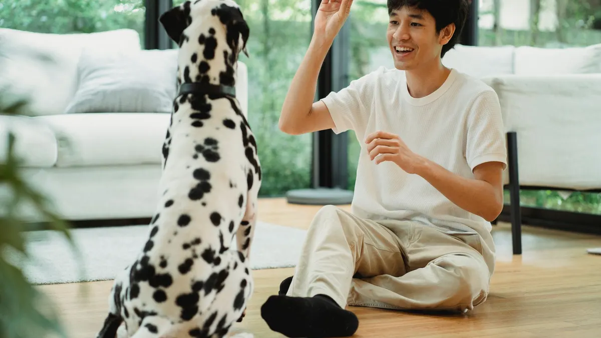 Man in light room training a Dalmatian dog with treat, surrounded by nature.