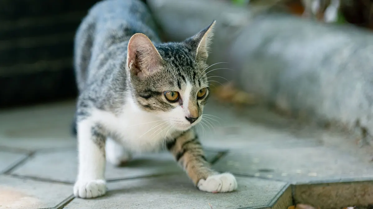 A curious cat exploring an outdoor garden path in Battambang Province, Cambodia.