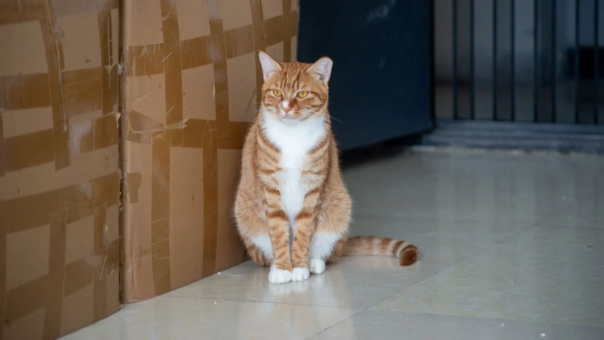 Adorable ginger tabby cat sitting indoors next to stacked cardboard boxes.