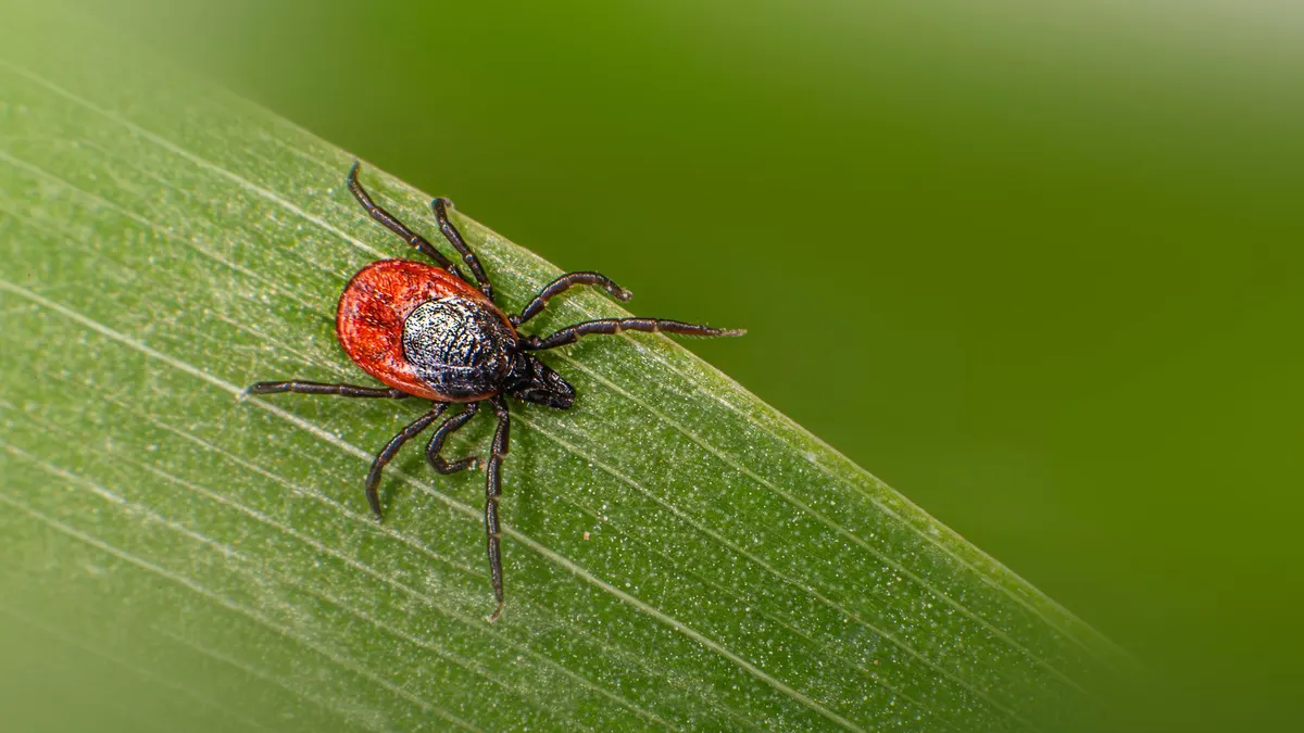 Macro shot of a castor bean tick (Ixodes ricinus) on a green leaf showcasing detail and color.