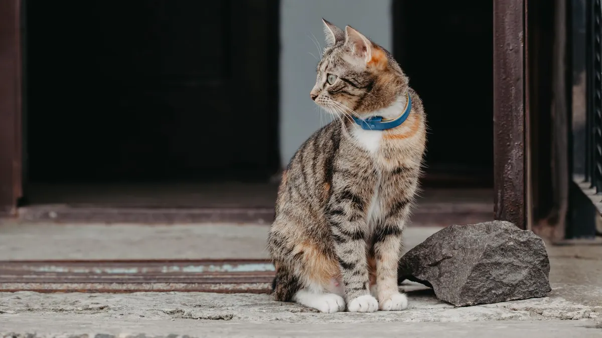 A cute tabby cat wearing a blue collar sitting outdoors near a doorway.