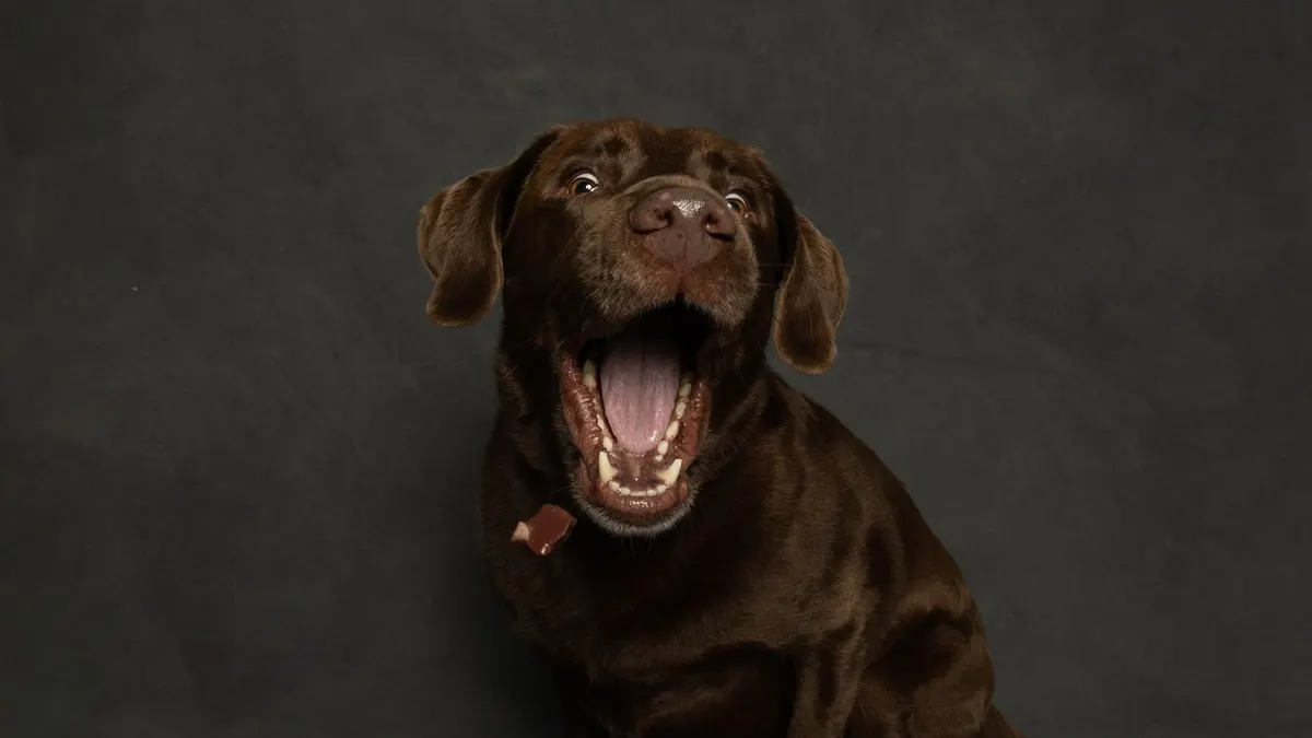 A chocolate Labrador Retriever excitedly catching a treat indoors.