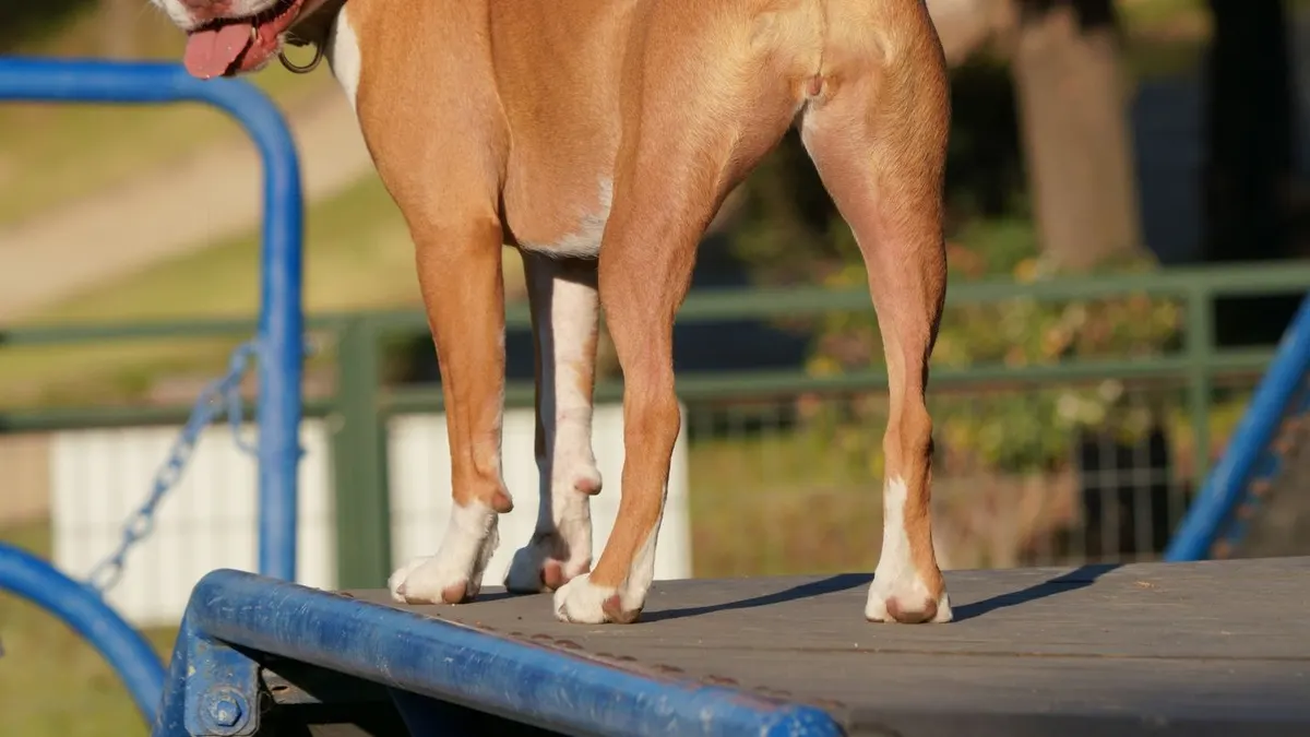 A happy pitbull dog standing outside on a sunny day, enjoying the outdoors in a park setting.