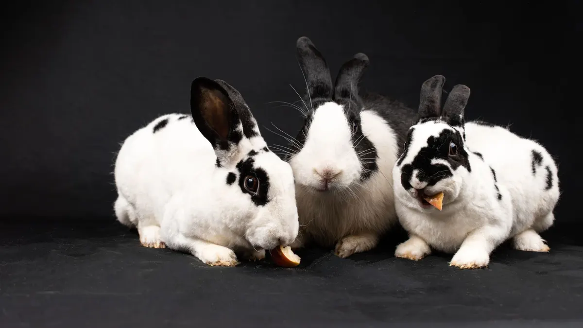 Adorable trio of black and white rabbits nibbling food on a studio set with a black background.