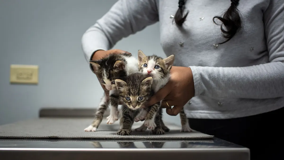 Three cute rescue kittens being held by a person at a veterinary clinic in Trinidad.