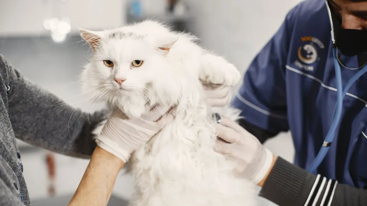 Veterinarian carefully examines a fluffy white cat indoors at a clinic.