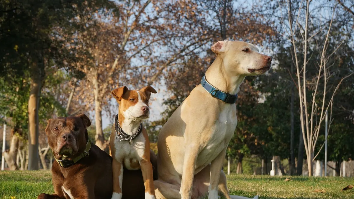 Three pitbull dogs sitting together on a sunny day in a green park.