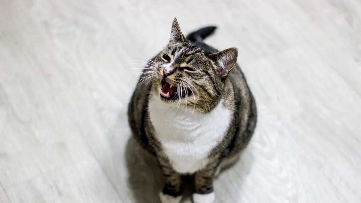 Close-up of a tabby cat with white chest meowing on a wooden floor indoors.