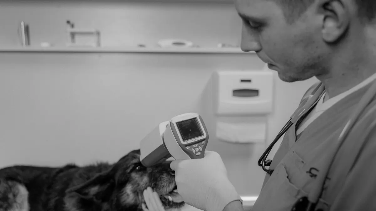 Vet examining a dog with medical equipment during a routine checkup at a clinic.