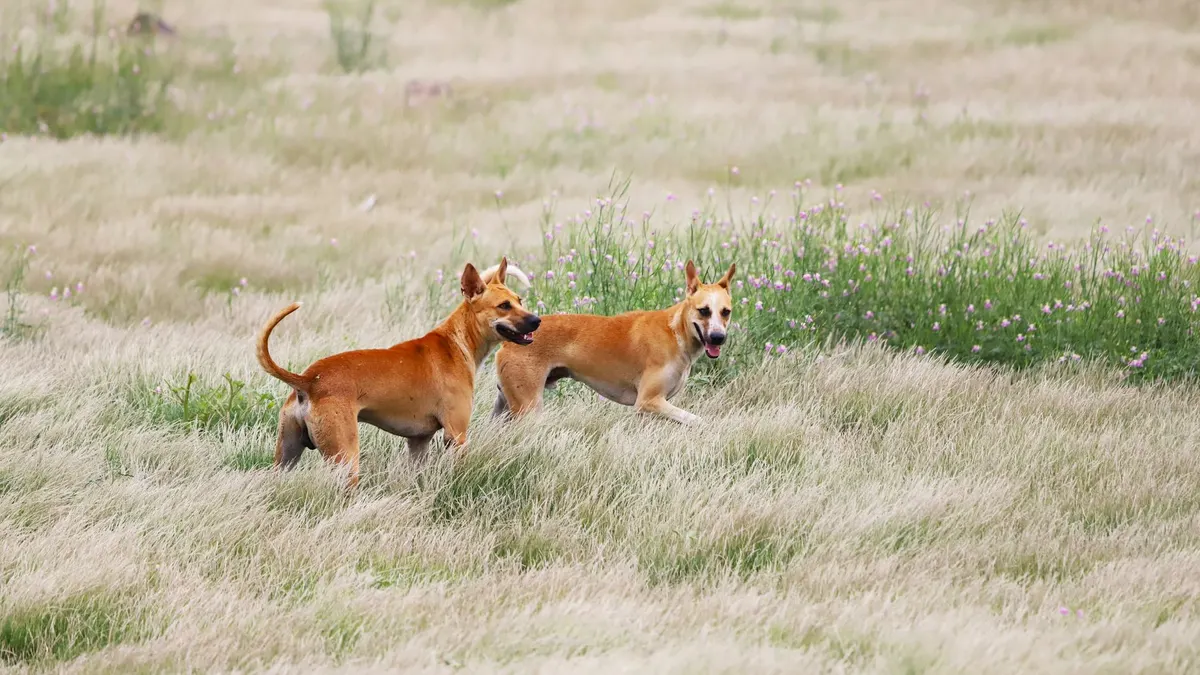 Two dogs joyfully playing in a lush, green meadow during daytime.