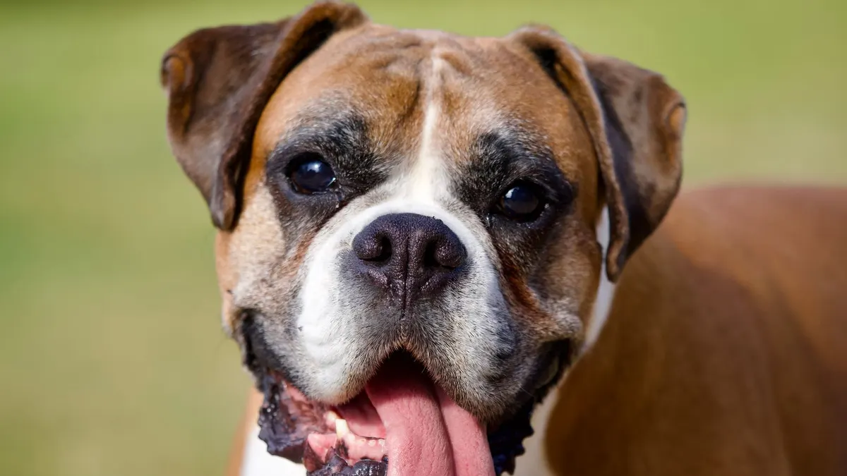 Close-up portrait of a happy boxer dog panting outdoors in sunlight.