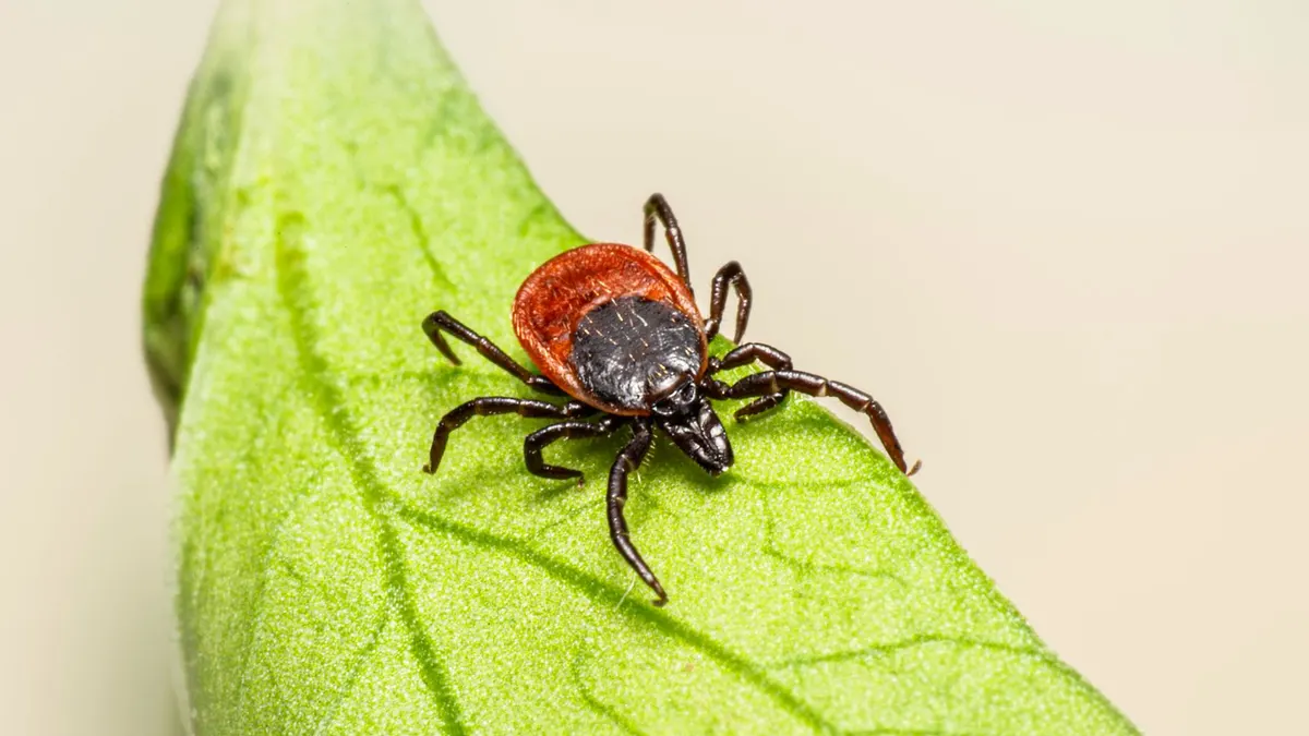 Close-up of an Ixodes ricinus tick on a green leaf, highlighting its parasitic nature and disease potential.