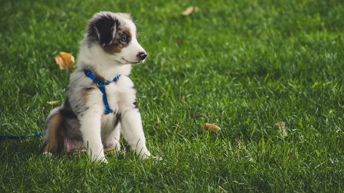 Cute Australian Shepherd puppy with leash sitting on green grass outdoors.