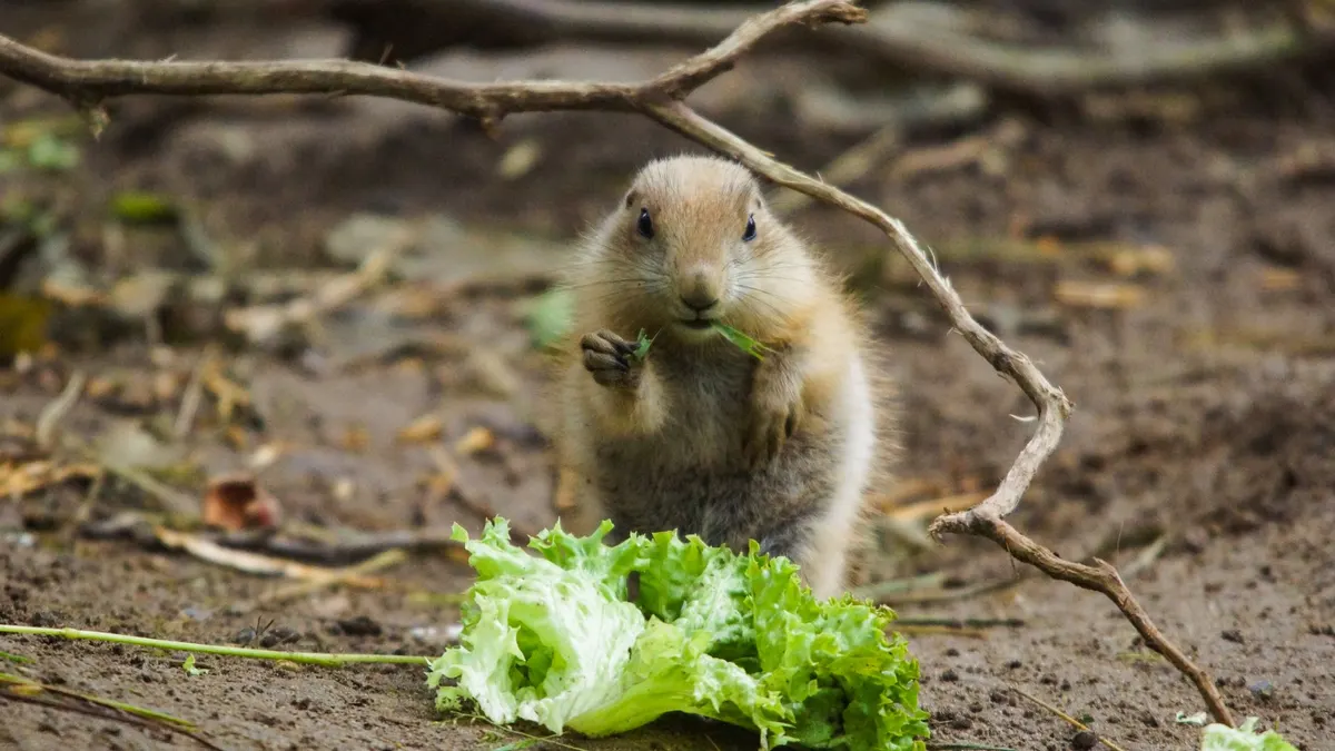 A prairie dog savoring lettuce in its natural habitat, surrounded by earthy textures.