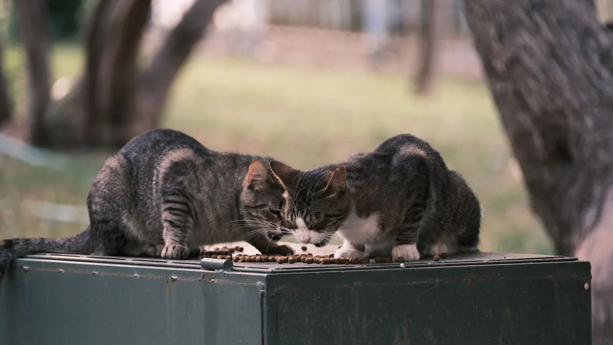 Two tabby cats enjoying a meal on a metal surface in a natural outdoor setting.