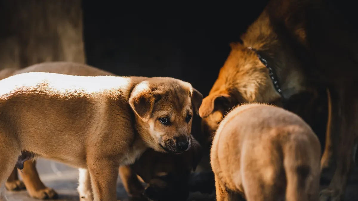 Group of brown puppies feeding together in Kon Tum, Vietnam, in warm natural light.