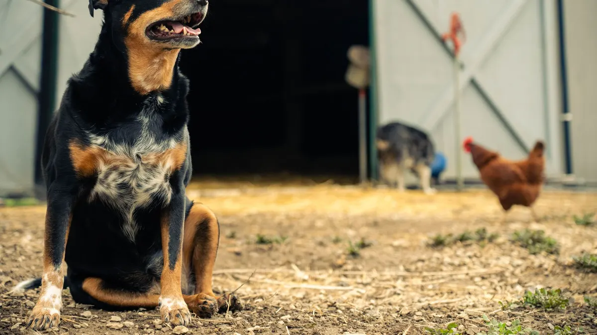 A black dog sits watchfully in front of a barn, with a hen in the background.