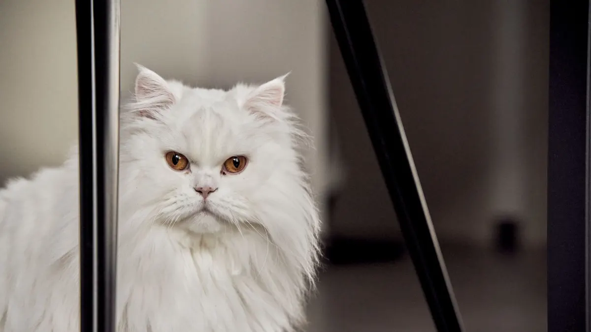 Adorable white Persian cat sitting indoors, showcasing its elegant long fur and charming expression.
