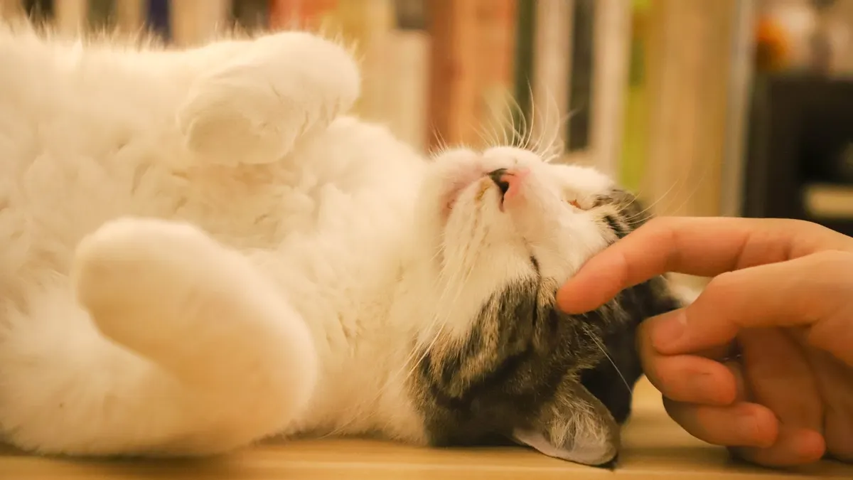 Close-up of a relaxed cat being gently petted indoors.