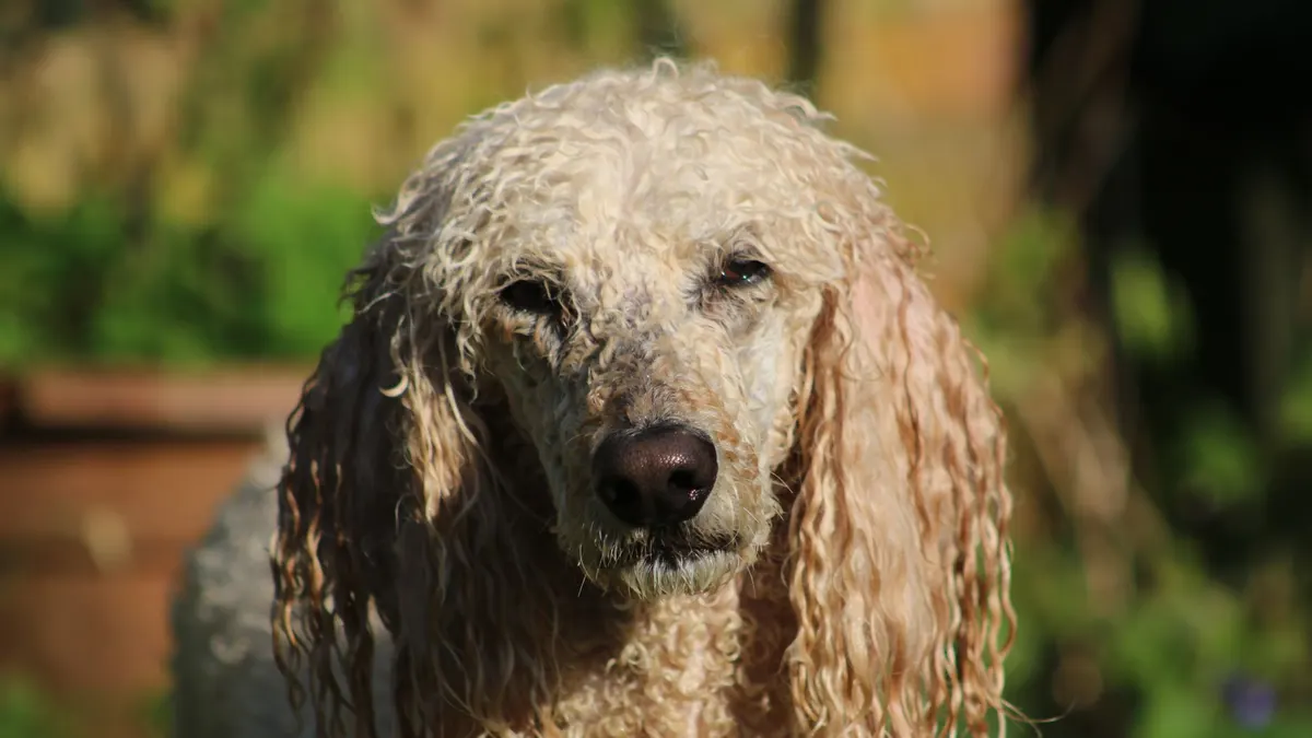 Close-up portrait of a curly-coated poodle in a sunlit garden in Scotland.