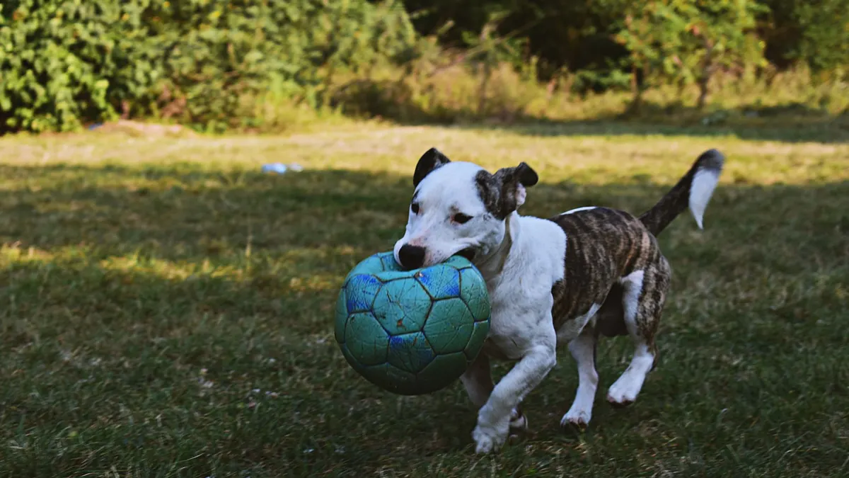 A happy dog playing with a blue soccer ball in a sunny park.