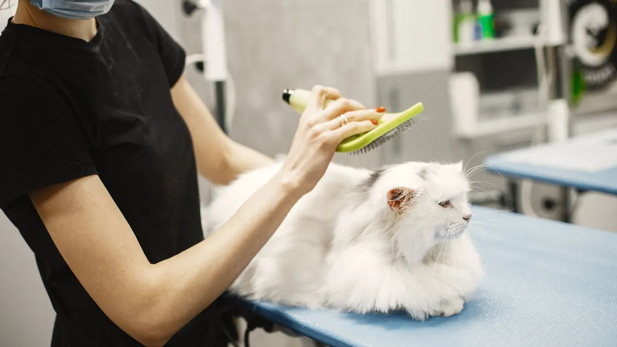 A female groomer carefully brushes a white Persian cat at a vet clinic.