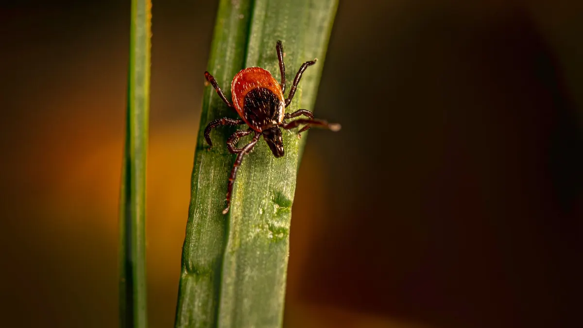 Close-up of a castor bean tick (Ixodes ricinus) on a blade of grass.