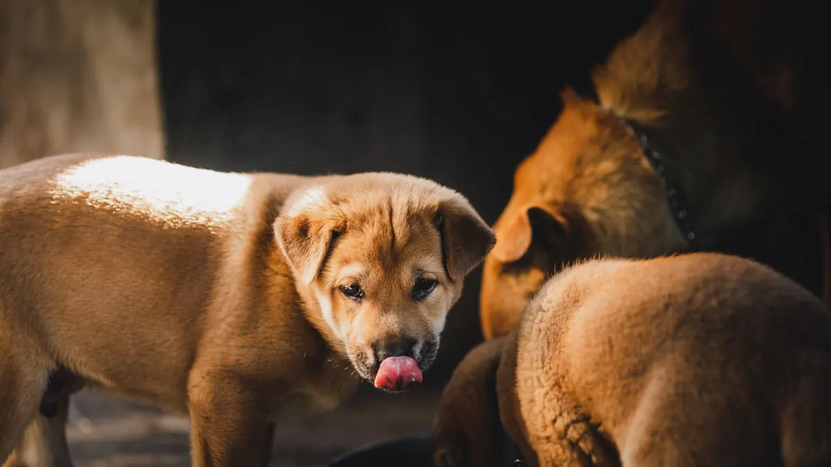 Three puppies enjoying a meal in a warm setting in Kon Tum, Vietnam. Perfect for animal and pet lovers.