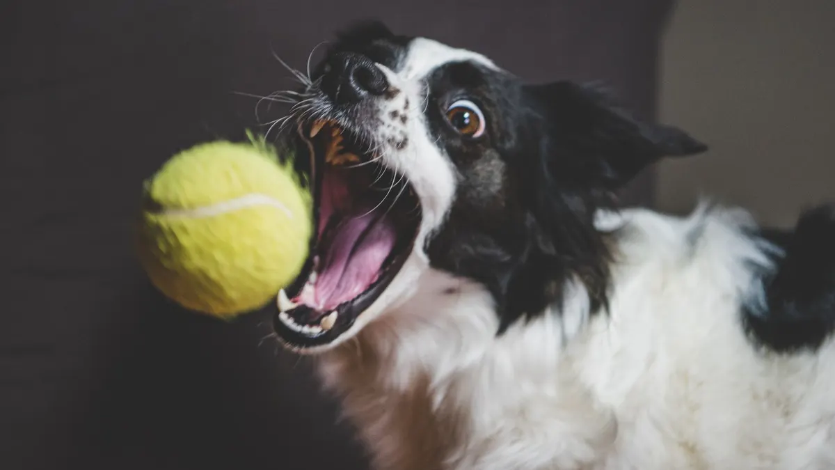 Dynamic photo of a Border Collie eagerly catching a tennis ball in mid-air.