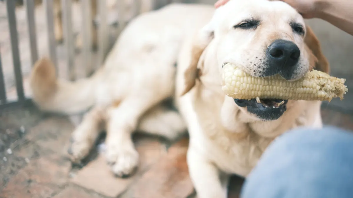 A Labrador Retriever enjoys a corn cob while petted by a person outdoors.