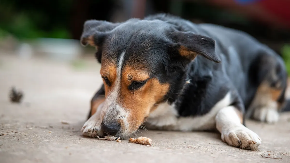 Cute dog lying on the ground eating outdoors, showcasing its natural behavior.