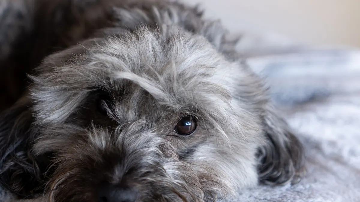 Close-up of a cute fluffy dog lying peacefully on a soft carpet, showcasing its soulful eyes.